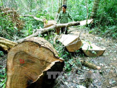  Khởi tố vụ án phá rừng phòng hộ Vĩnh Thạnh ảnh 1